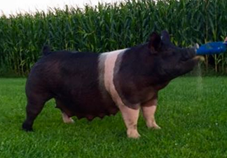 Explosive Sow