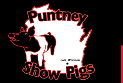 Puntney Show Pigs