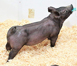 Puntney Show Pigs Winners