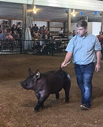 Puntney Showpigs Winners