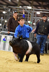 Puntney Showpigs Winners