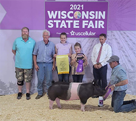 Puntney Showpigs Winners