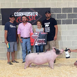 Puntney Showpigs Winners